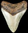 Bargain, Megalodon Tooth - North Carolina #65701-1